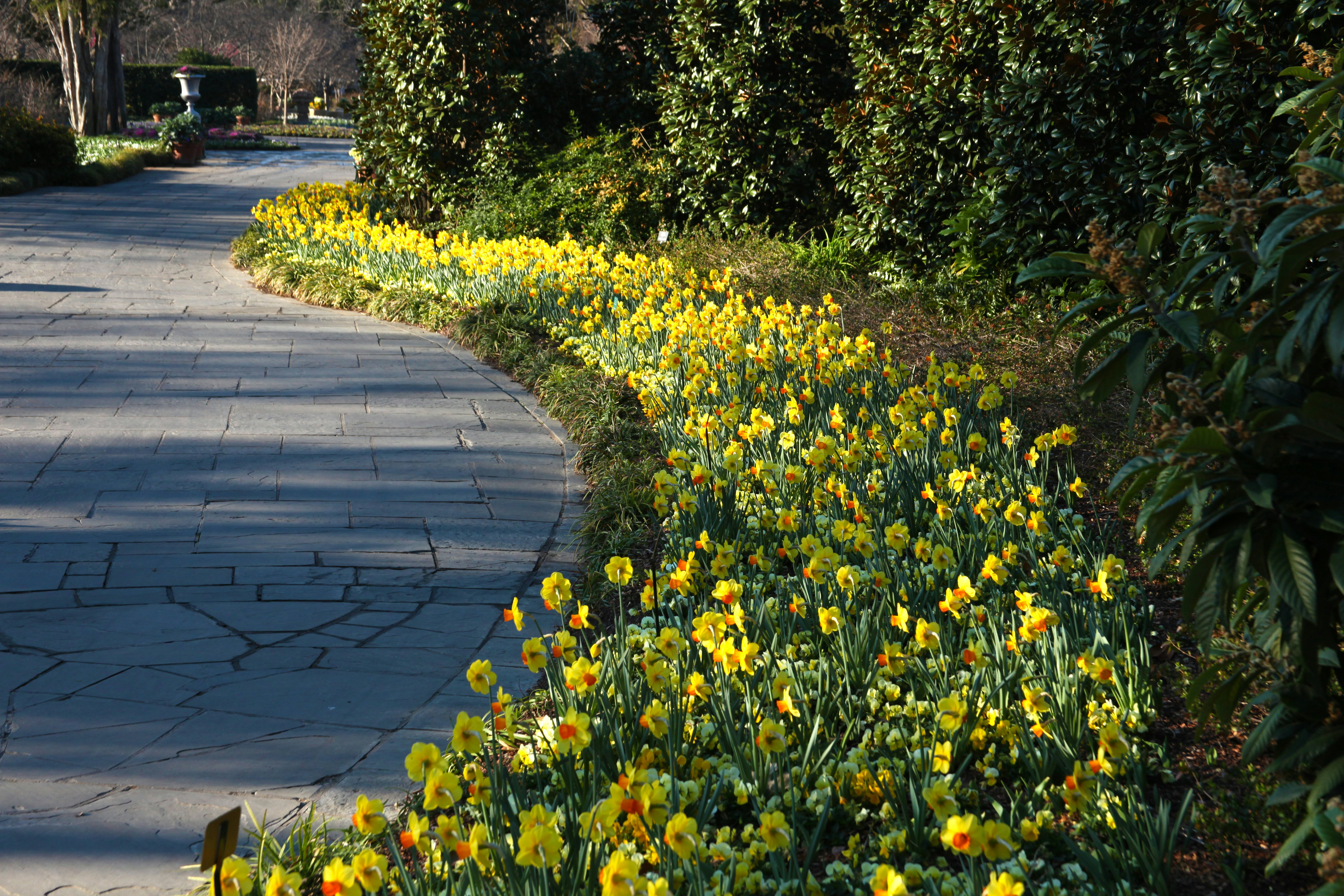 Flowers Along the Paseo