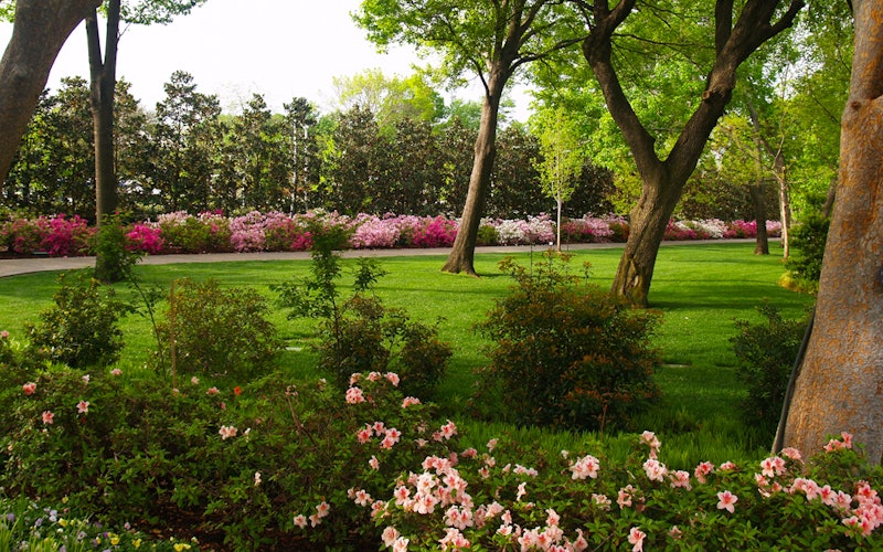 Spring Bloom in the Lindsley Shadow Garden