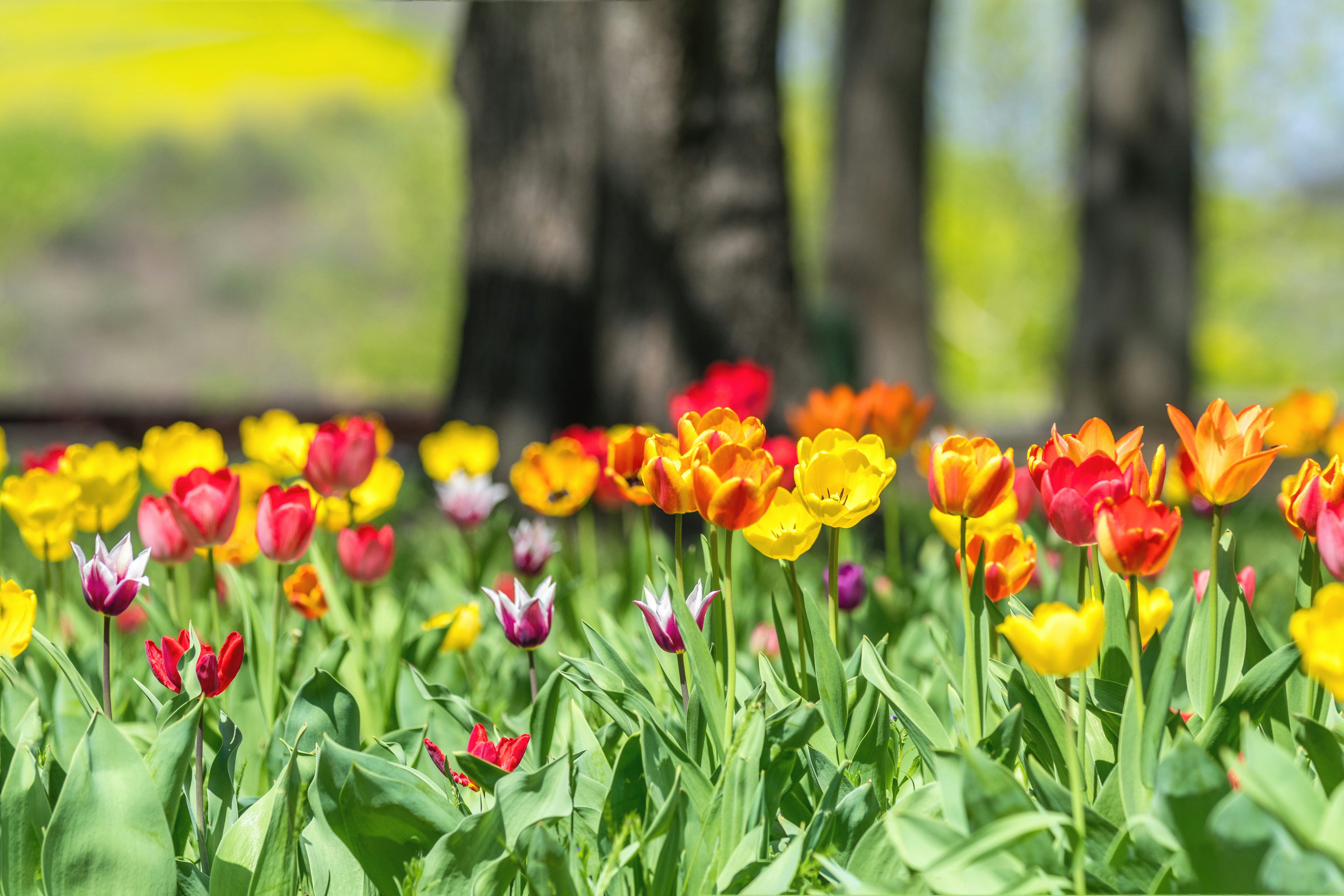 Colorful tulips flowers blooming in the garden