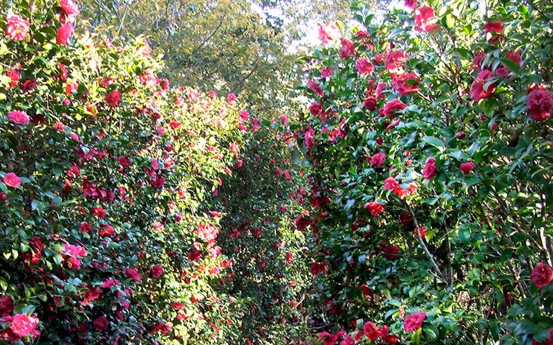 Alabama Beauty Camellias in the Martha Brooks Camellia Garden
