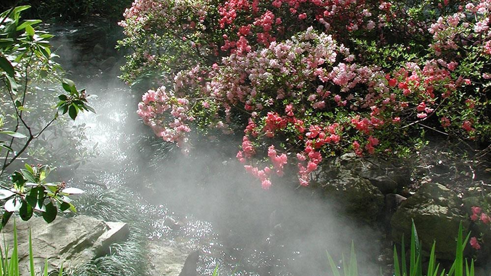Azaleas in the misty Palmer Fern Dell