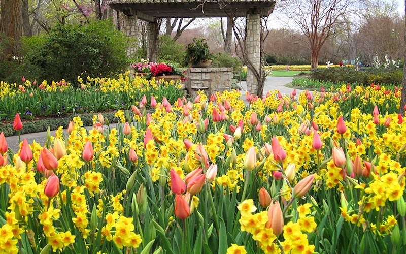 Bright-Spring-color-in-the-Jonsson-Color-Garden11
