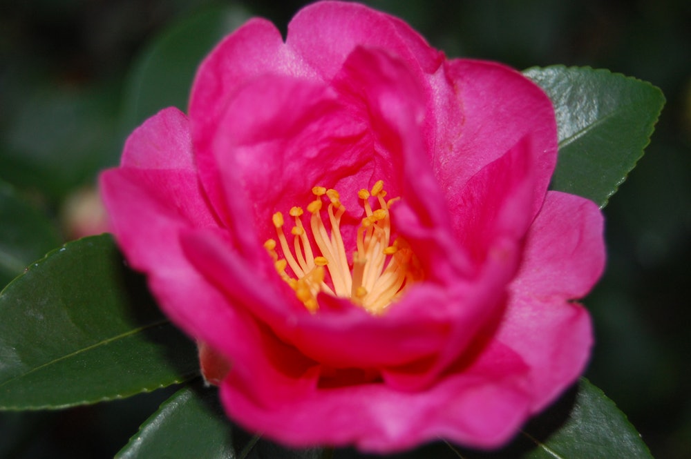 Close-Up of a Vibrant Camellia in Bloom