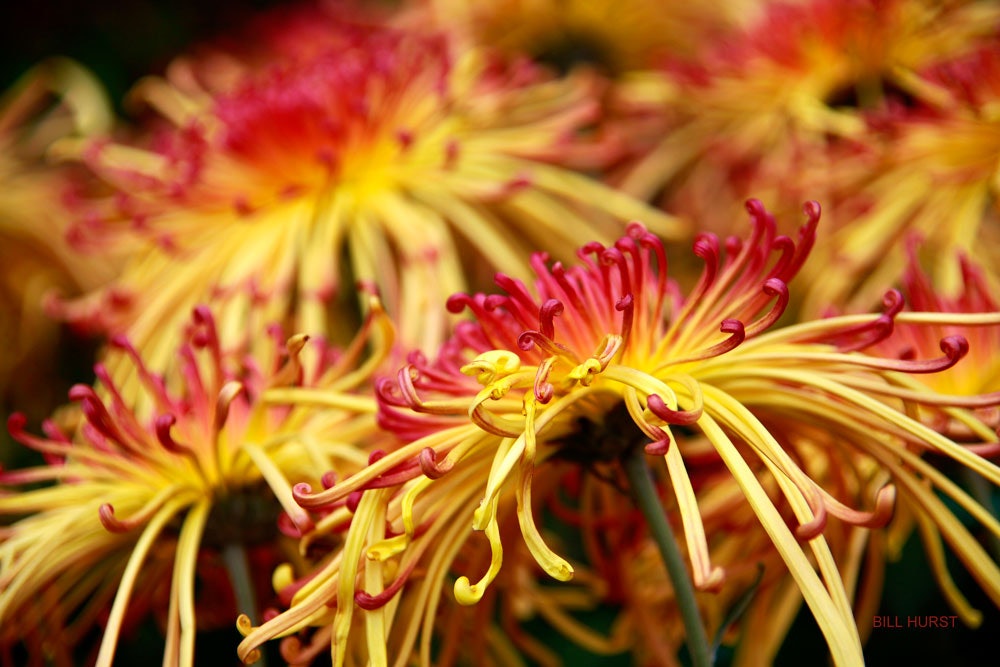 Closeup of flowers