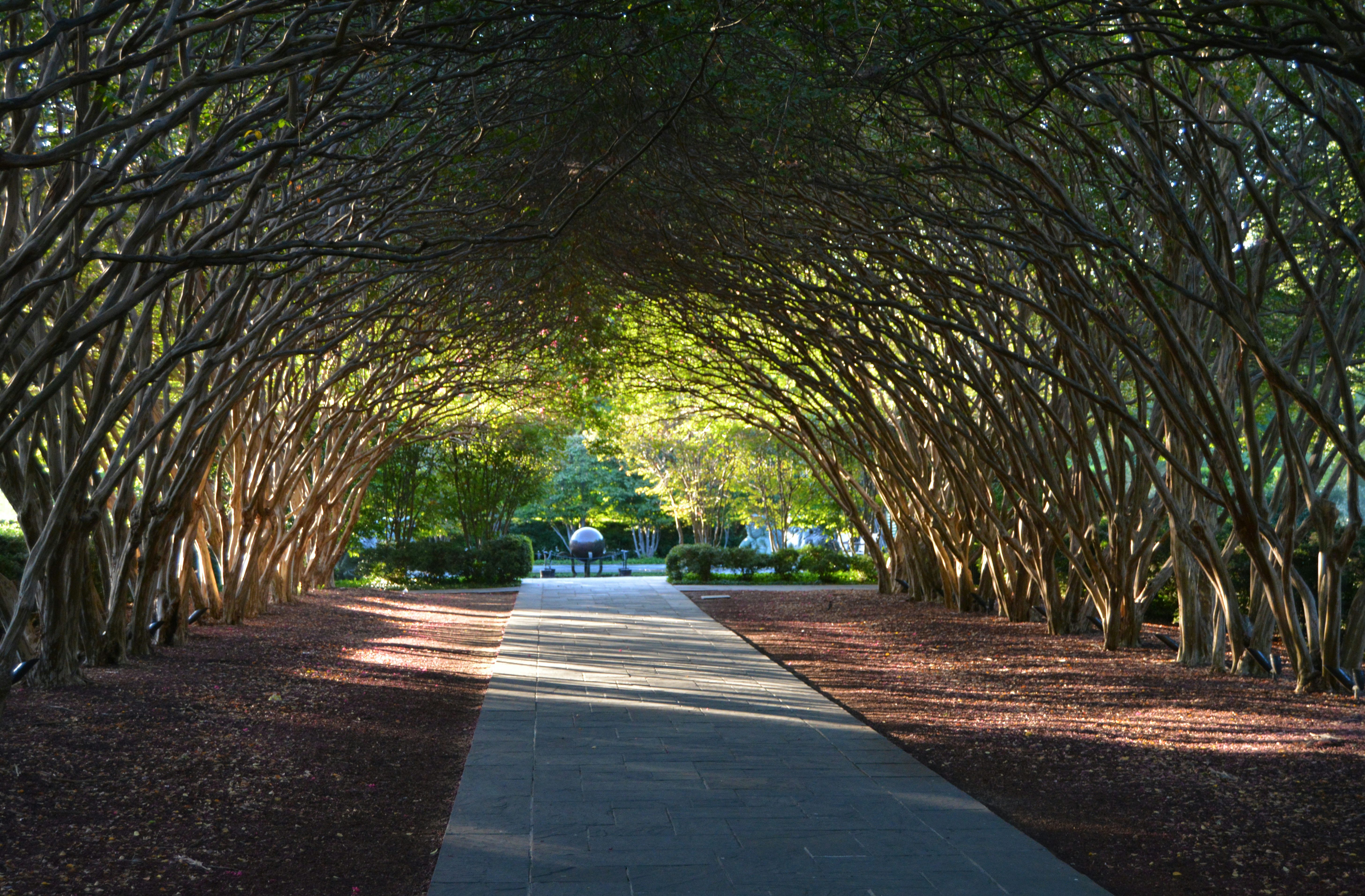 Summer Time at Crape Myrtle Allee
