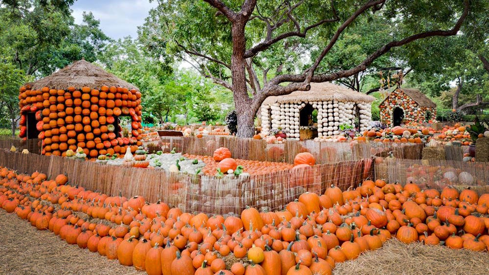 Dallas Arboretum Pumpkin Patch in the Pecan Grove