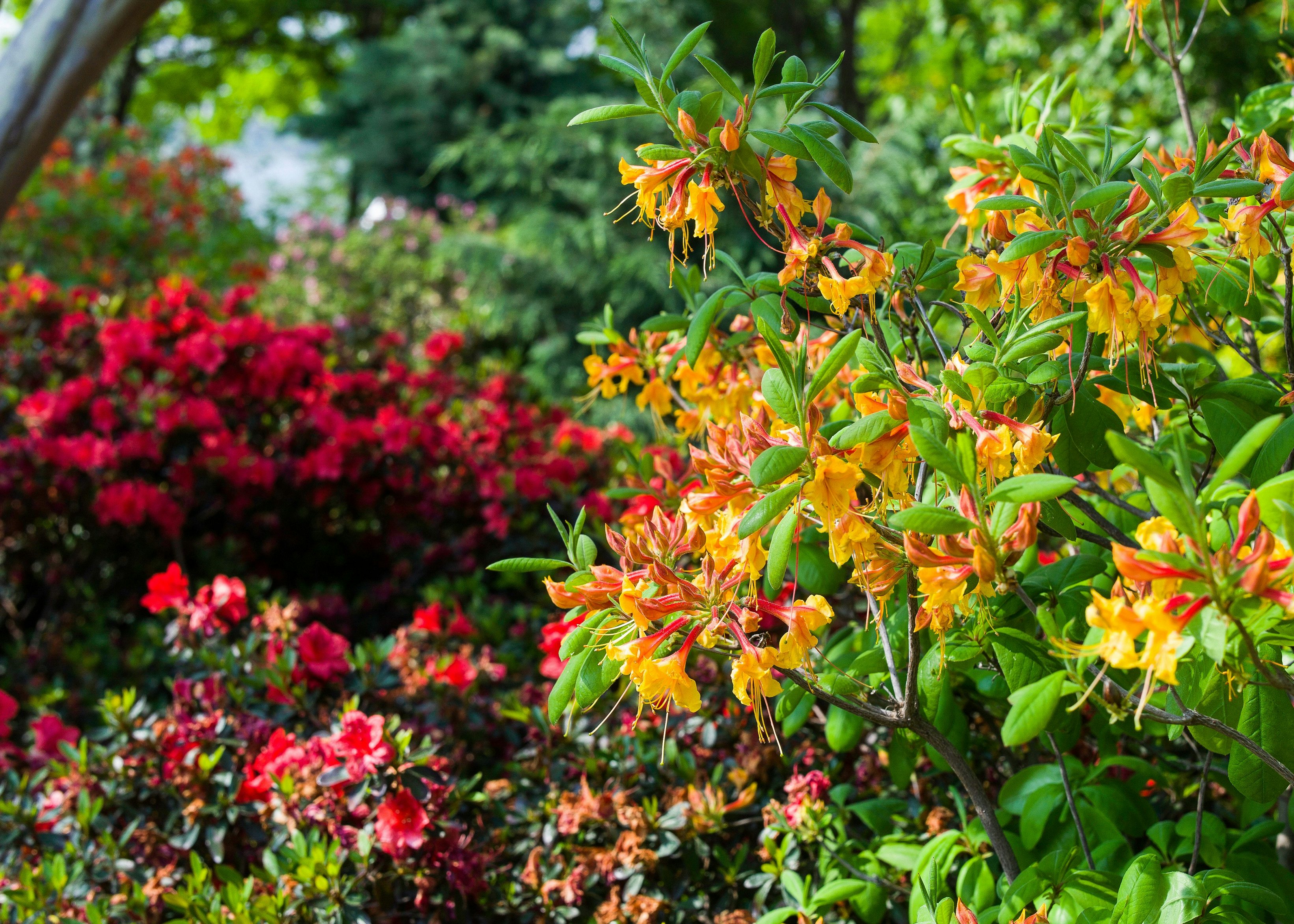 Azalieas blooming in the Jonsson Color Garden