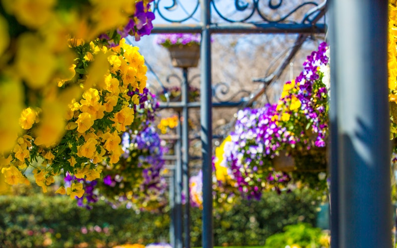 pansies in hanging baskets