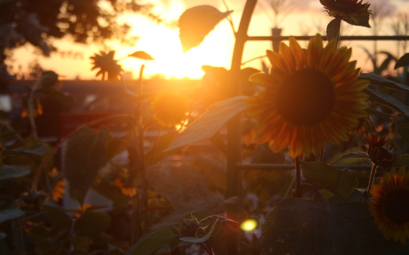 Sunset through sunflowers