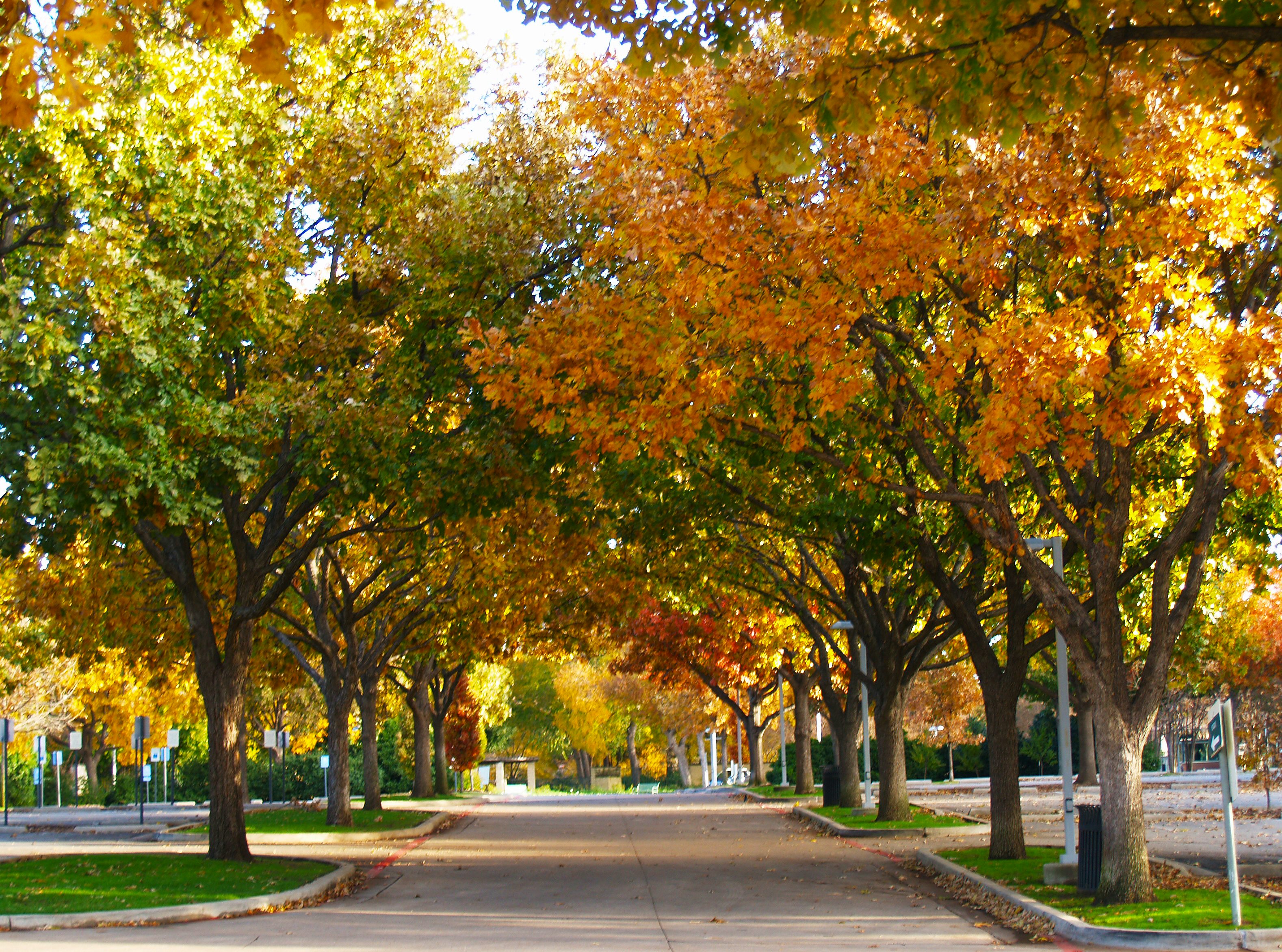 Parking lot in the fall amidst trees