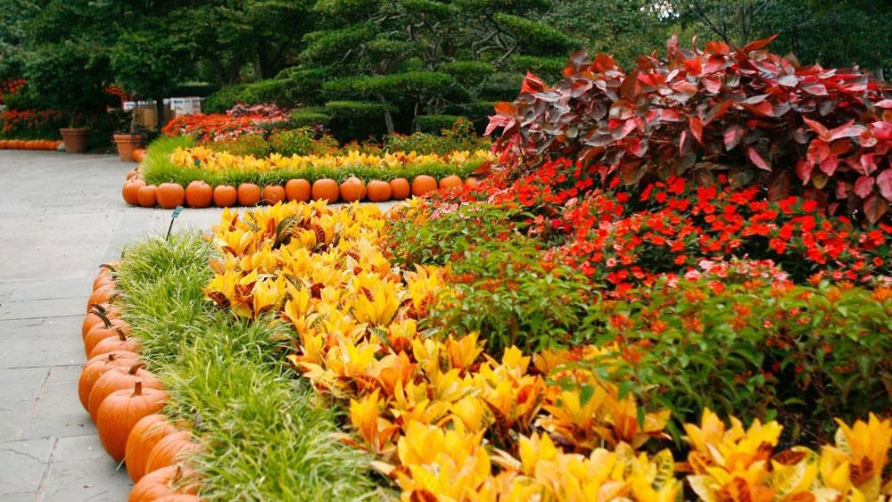 Pumpkins Line the Walkways of the Paseo