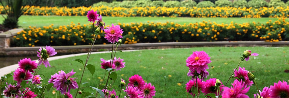 Pink flowers